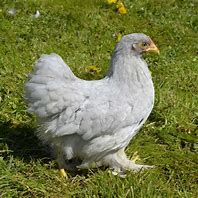 VENTE DE POULES D'ORNEMENT