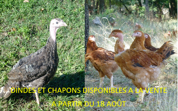 Élevage de volailles Élevage de volailles