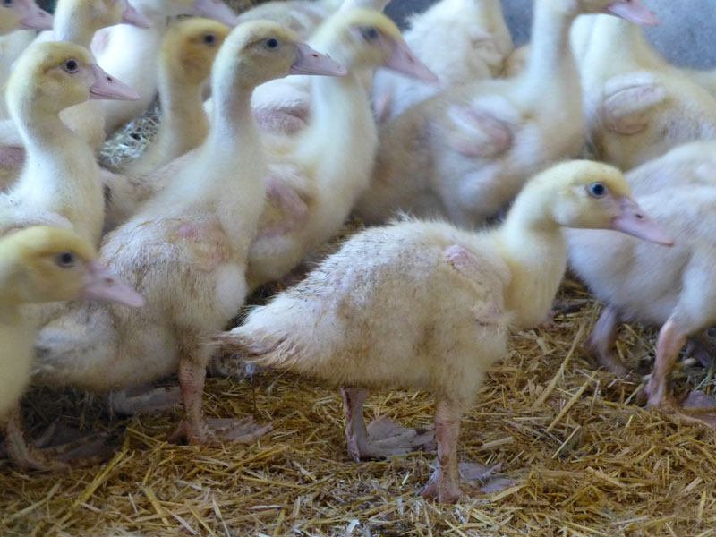 Vente De Canard Vivant Barbarie