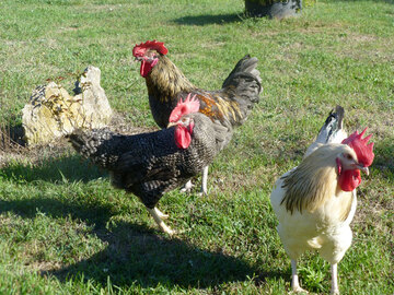 Coq reproducteur