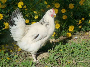 Pondeuse blanche