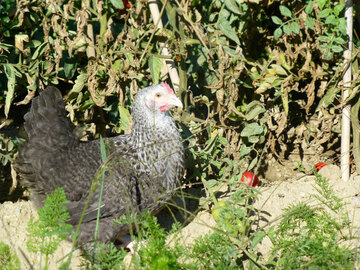 Pondeuse marans coucou