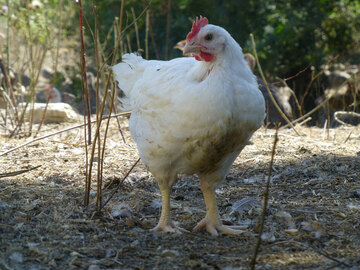 Poulet blanc