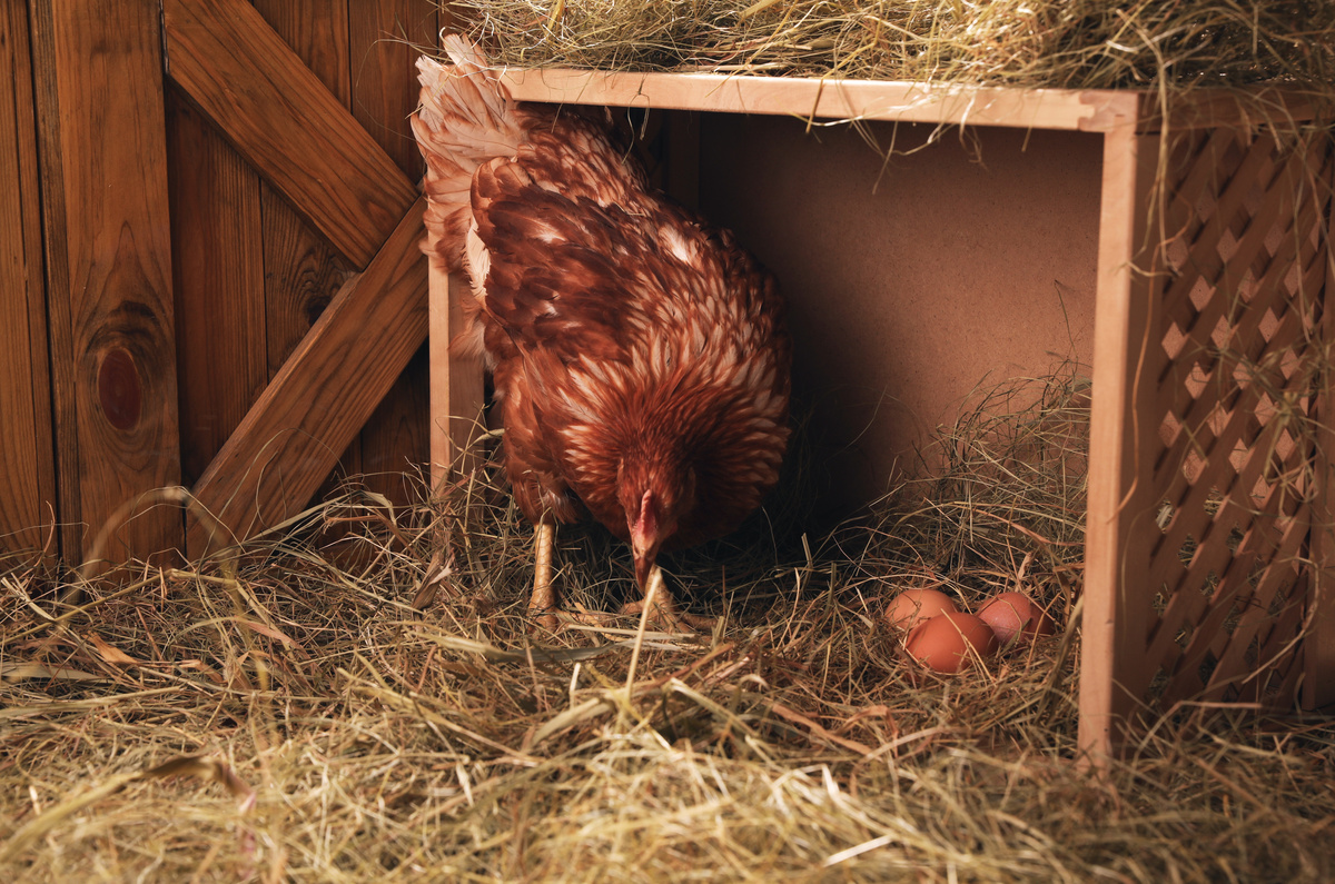 nid de paille pour ponte de poule,poulailler Stock Photo