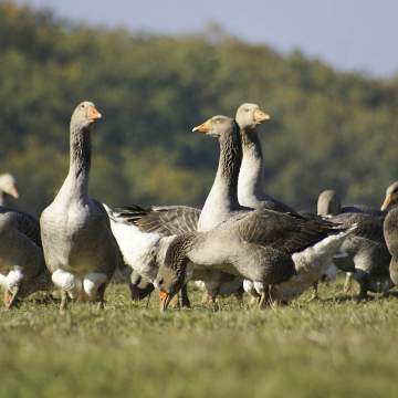 Vente canard vivant à Deaux et alentours