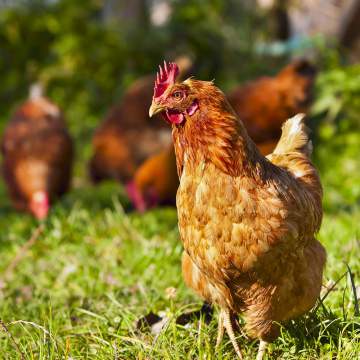 Vente poulet vivant à Deaux et alentours